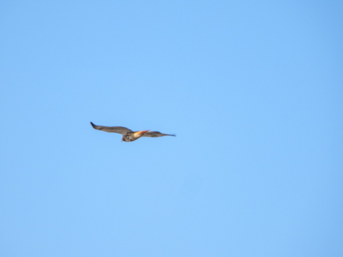 Red-tailed Hawk (abieticola) - ML534102351