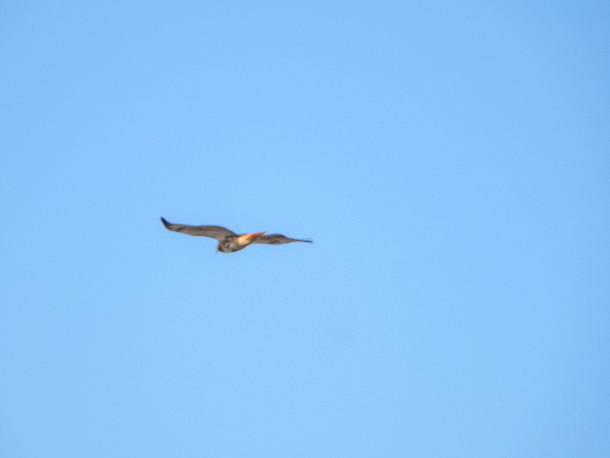 Red-tailed Hawk (abieticola) - ML534102351