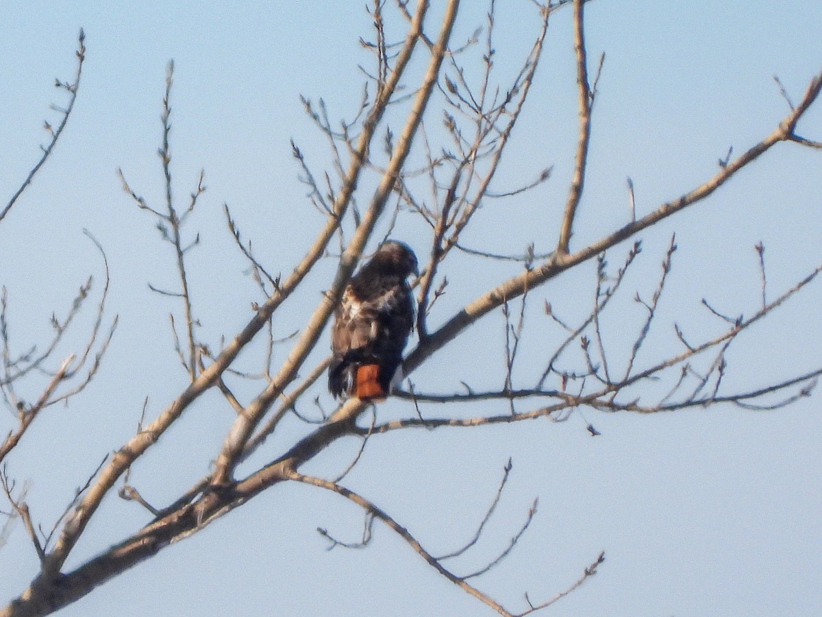 Red-tailed Hawk (abieticola) - ML534102881