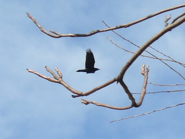 Common Raven - ML534102901