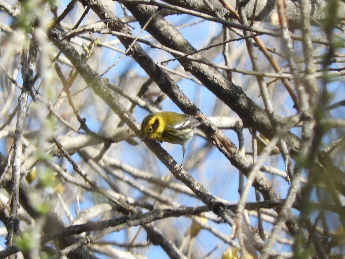 Townsend's Warbler - ML534104561