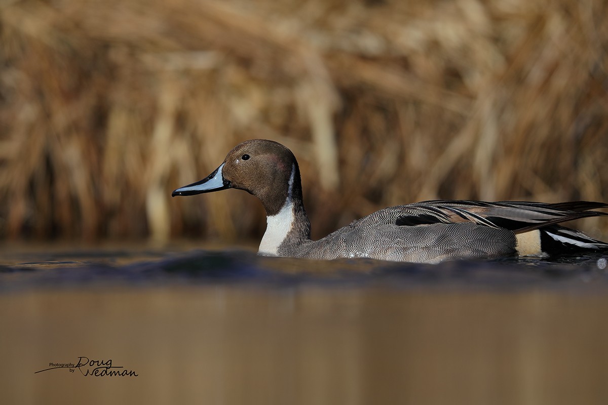 Northern Pintail - ML534107351