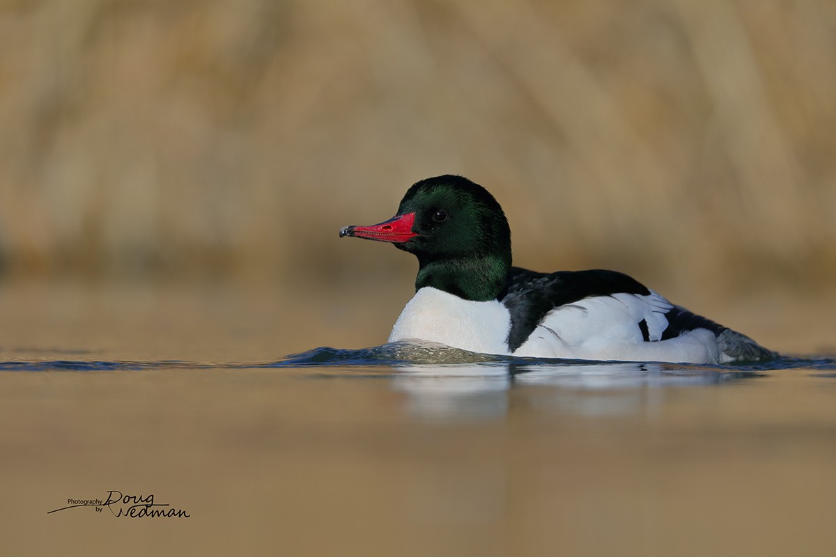 Common Merganser - Doug Wedman