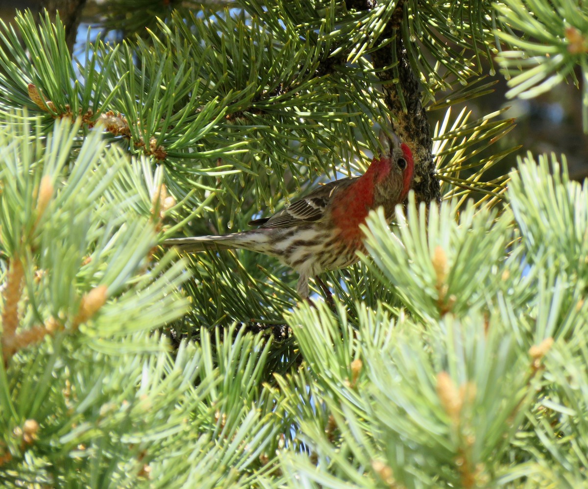 House Finch - ML534107881