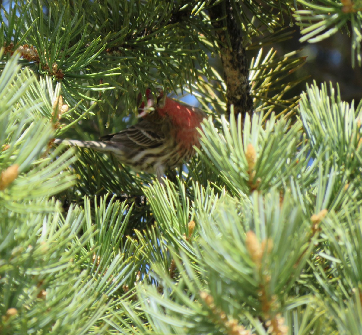 House Finch - ML534107901