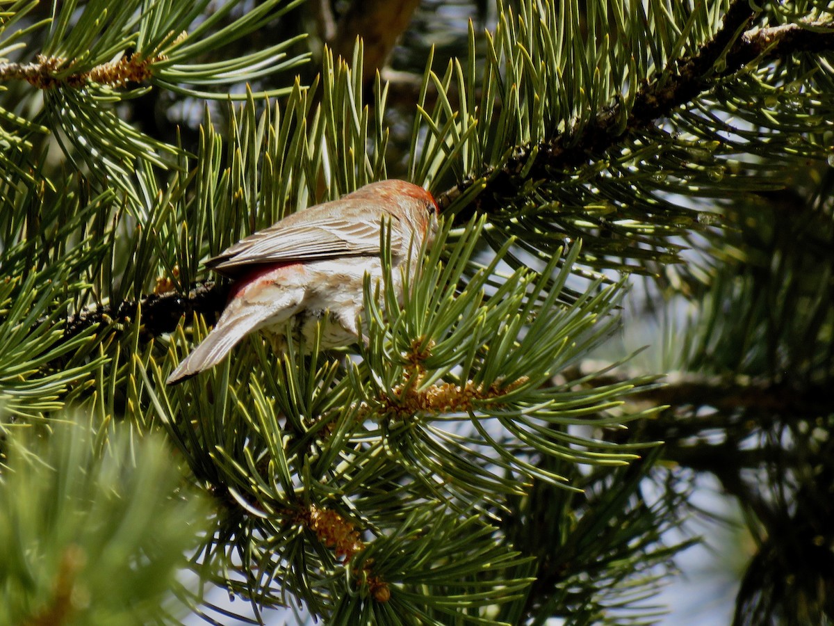 House Finch - ML534107911