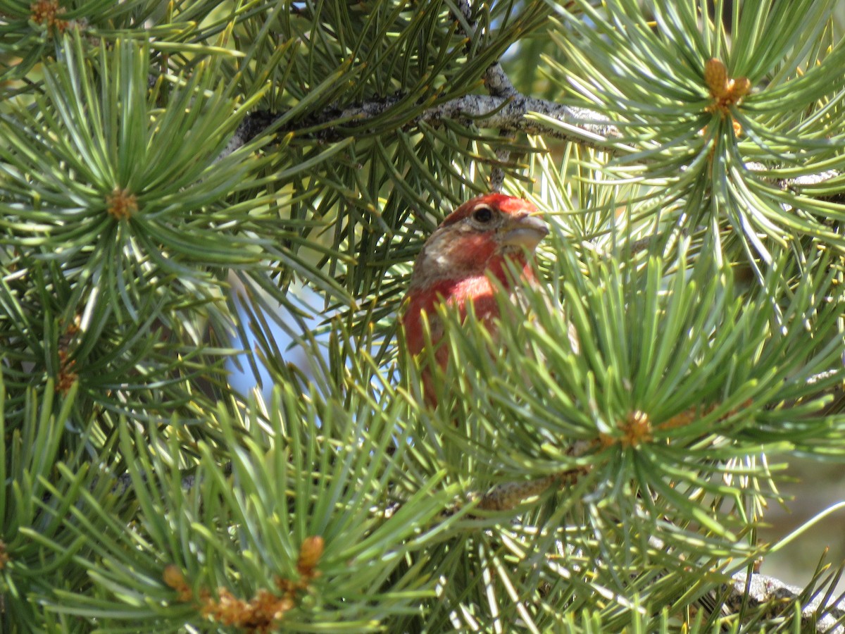 House Finch - ML534107921