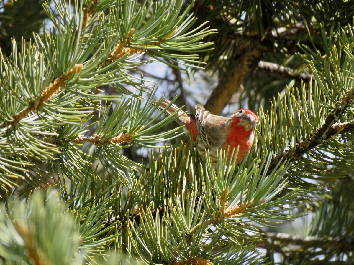 House Finch - ML534107931