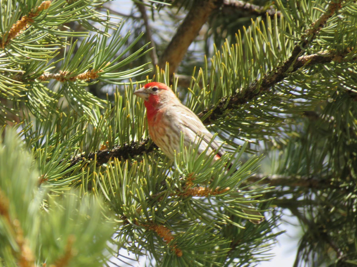 House Finch - ML534107941