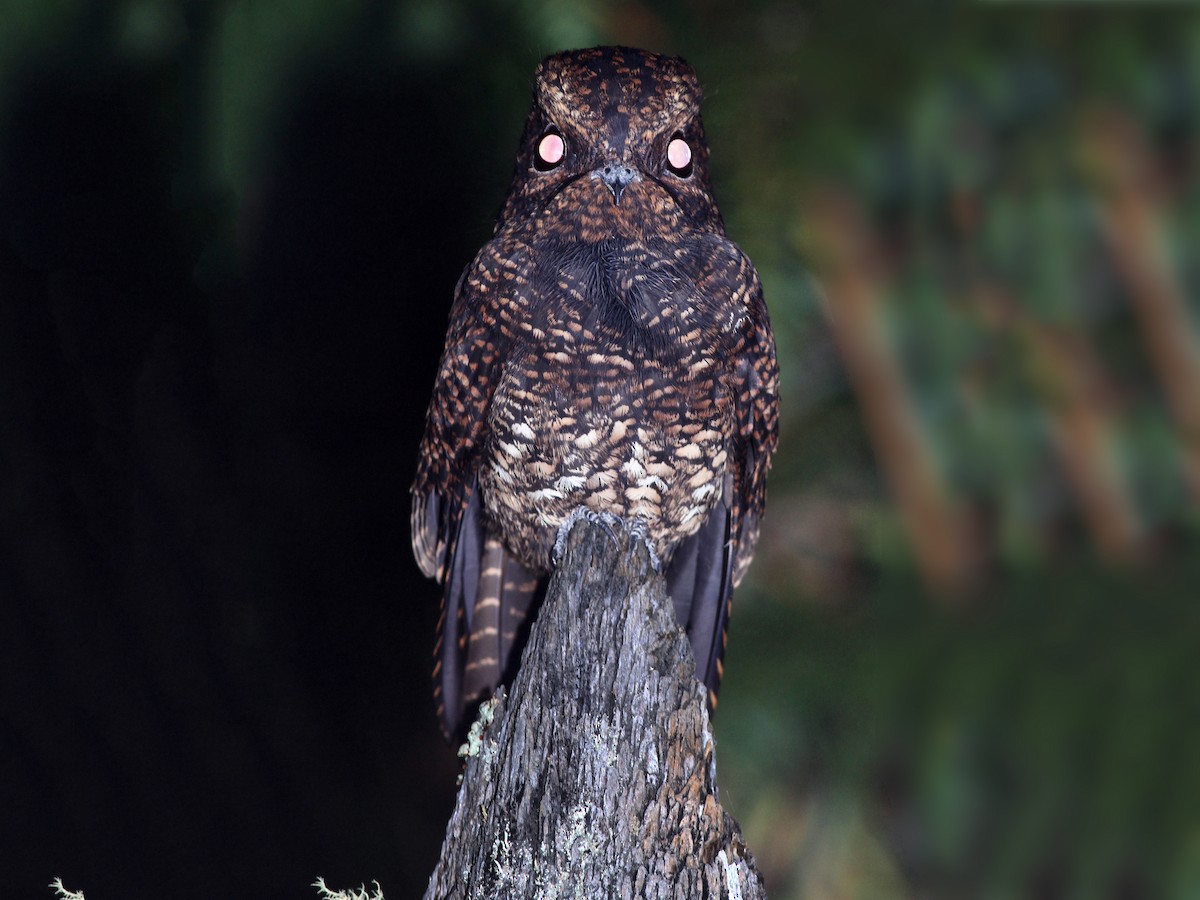 Photos - Dusky Nightjar - Antrostomus saturatus - Birds of the World