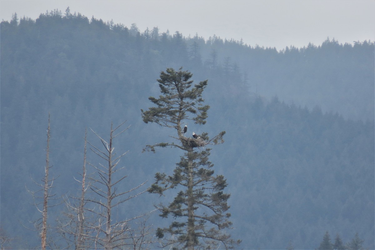 Bald Eagle - ML534109241