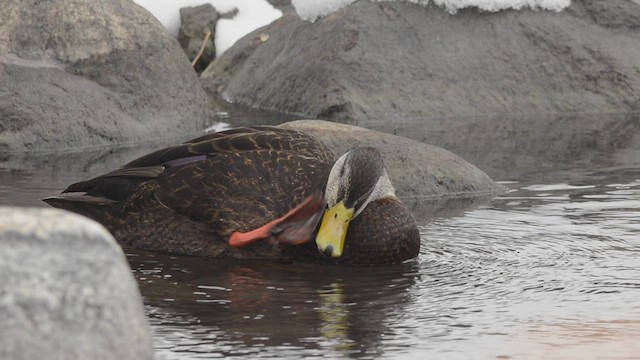 American Black Duck - ML534109331