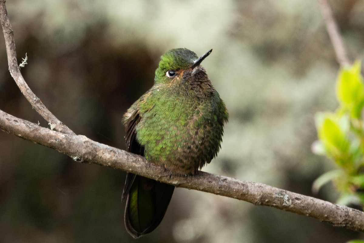 kolibřík dřišťálový - ML534109831