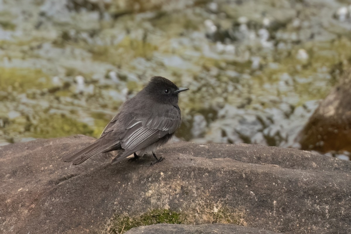 Black Phoebe - ML534111011