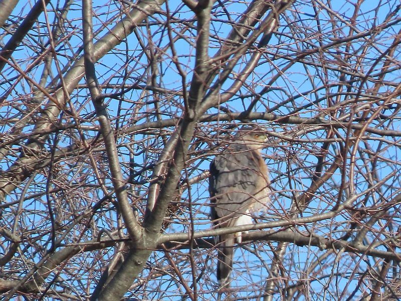 Cooper's Hawk - ML534111501