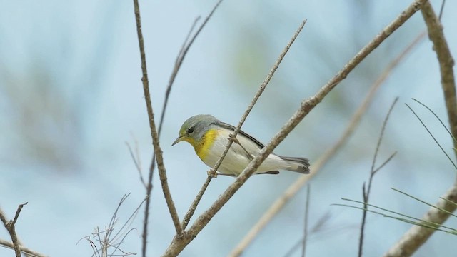 Paruline à collier - ML534112451