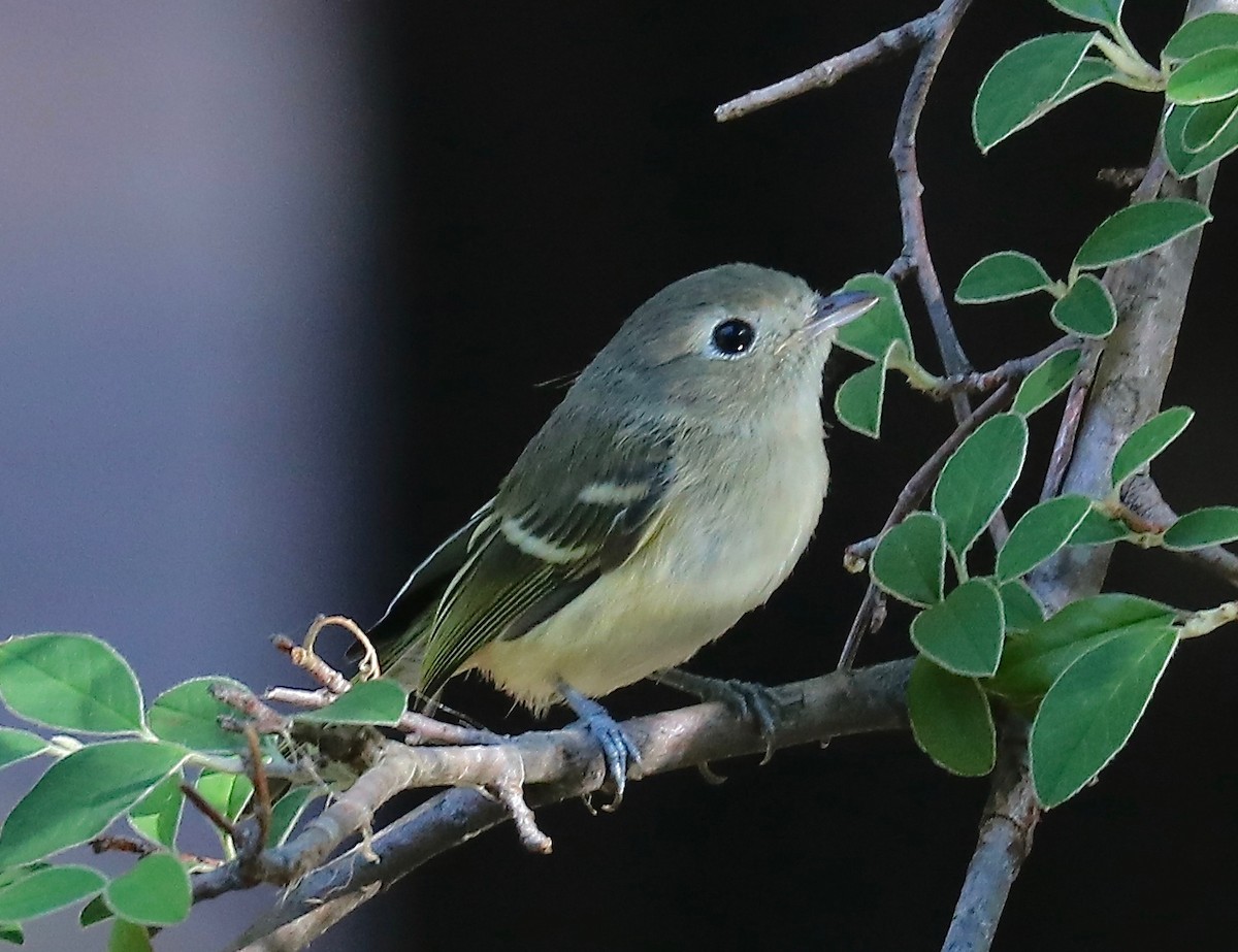 Hutton's Vireo - ML534112471