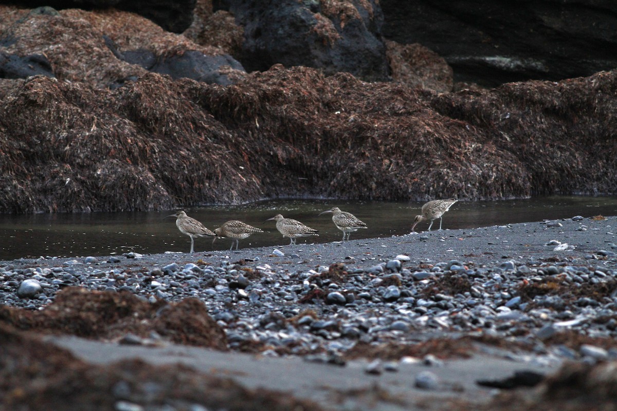 Whimbrel - ML534112481