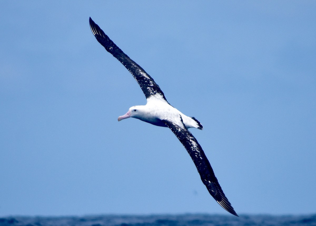 Albatros hurleur, A. de Tristan da Cunha ou A. des Antipodes - ML534112971