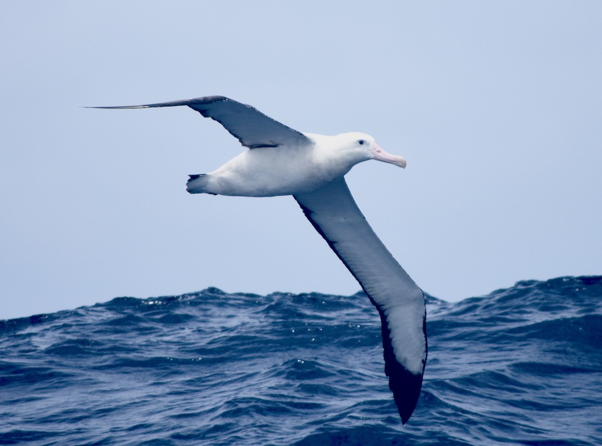 Albatros hurleur, A. de Tristan da Cunha ou A. des Antipodes - ML534112981