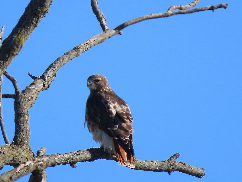 Red-tailed Hawk - ML534113031