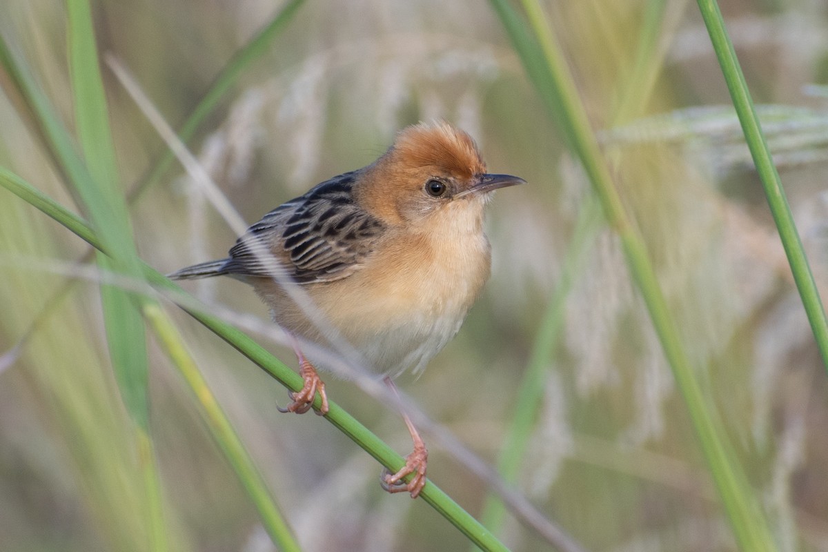 Golden-headed Cisticola - ML534113241