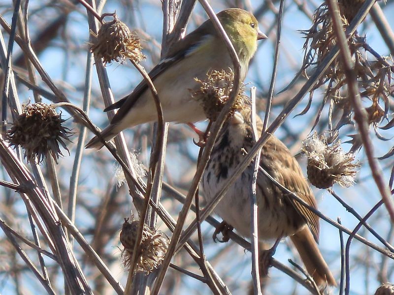 American Goldfinch - ML534113481