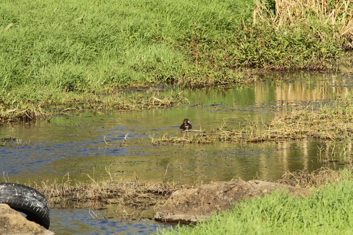 Lesser Scaup - ML534113581