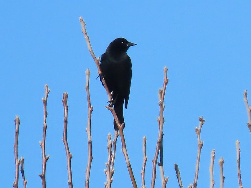 Red-winged Blackbird - ML534113751