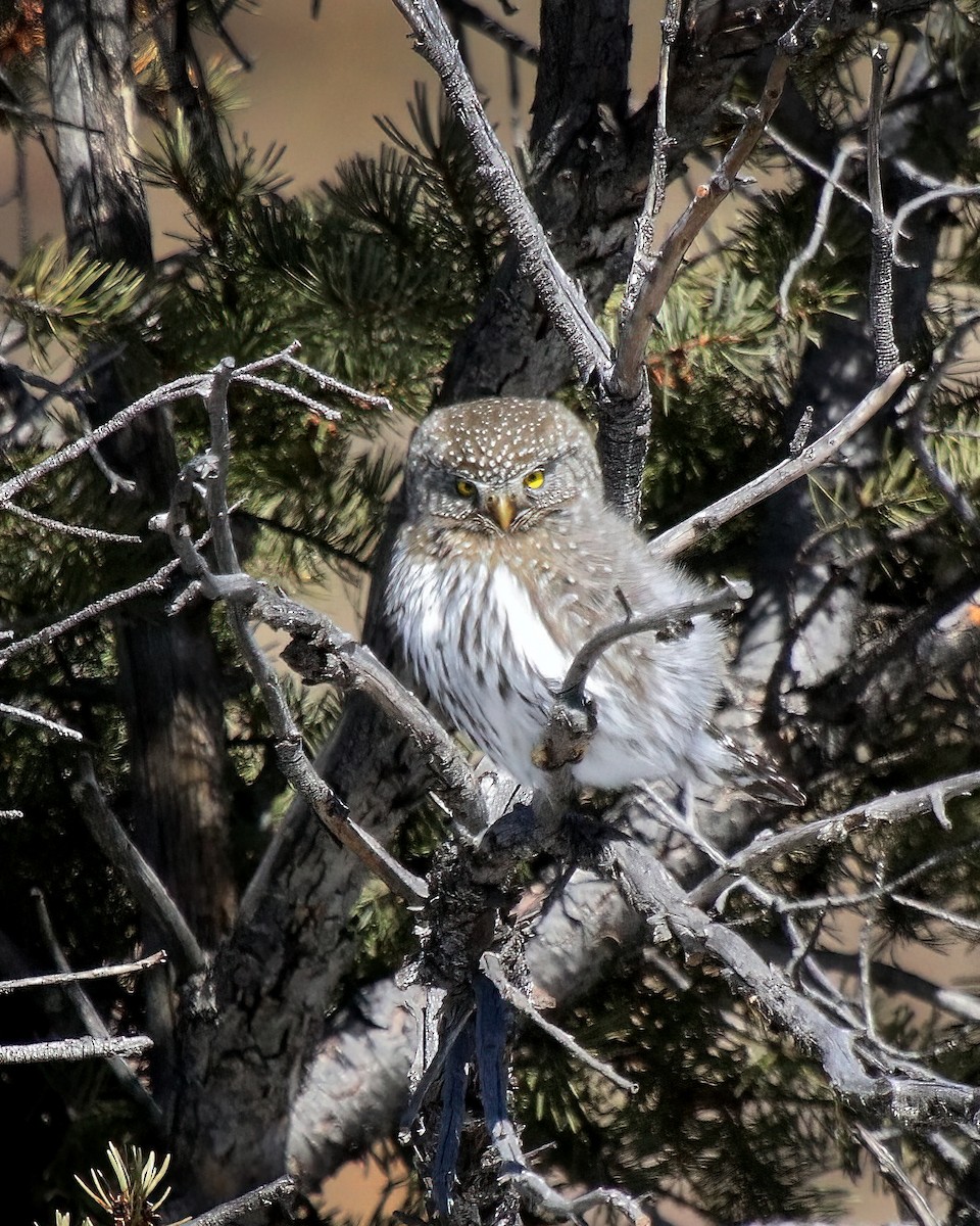 Northern Pygmy-Owl - ML534114801