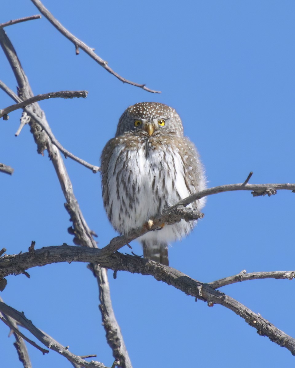 Northern Pygmy-Owl - ML534114811