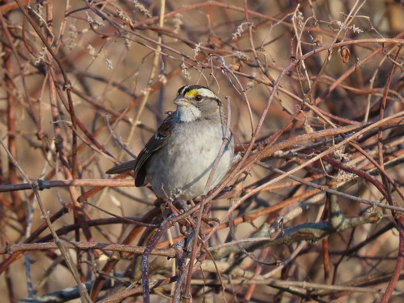 White-throated Sparrow - ML534114901