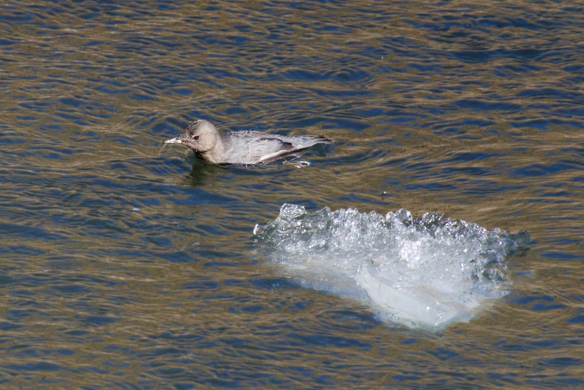 American Dipper - ML534114921