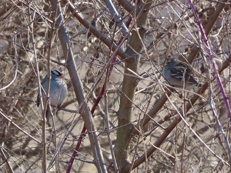 White-crowned Sparrow - ML534115031