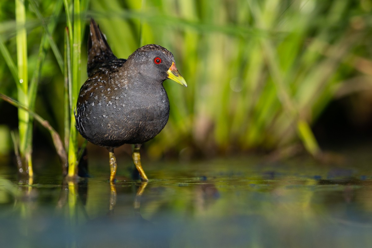 Australian Crake - ML534115151
