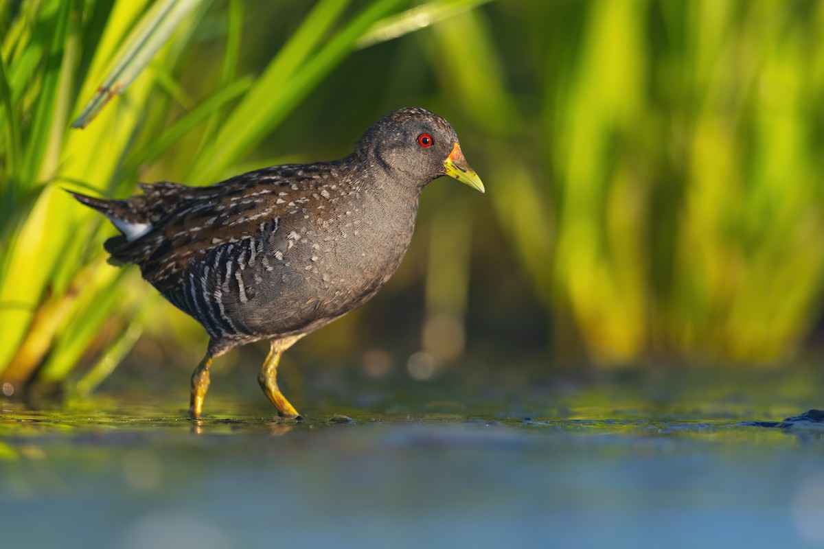 Australian Crake - ML534115161