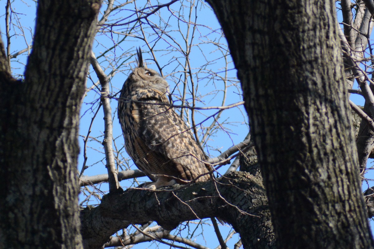 Eurasian Eagle-Owl - ML534115441