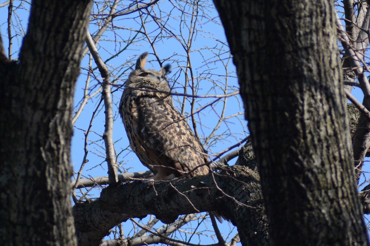 Eurasian Eagle-Owl - ML534115451