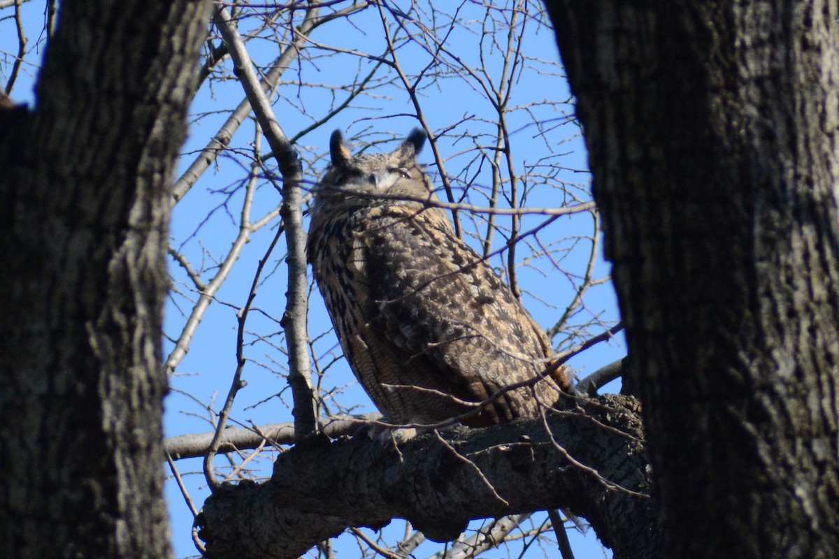 Eurasian Eagle-Owl - ML534115461