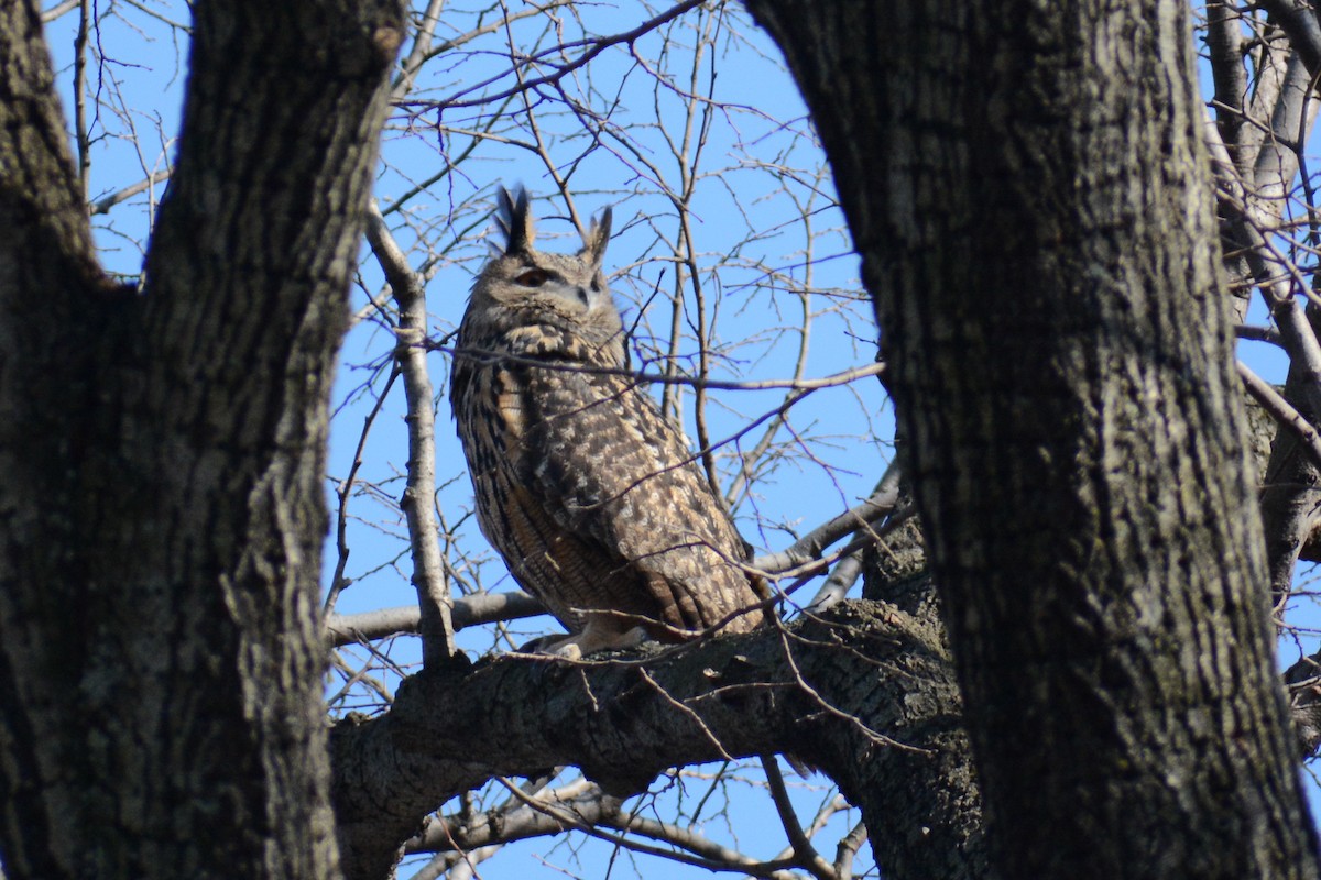 Eurasian Eagle-Owl - ML534115481