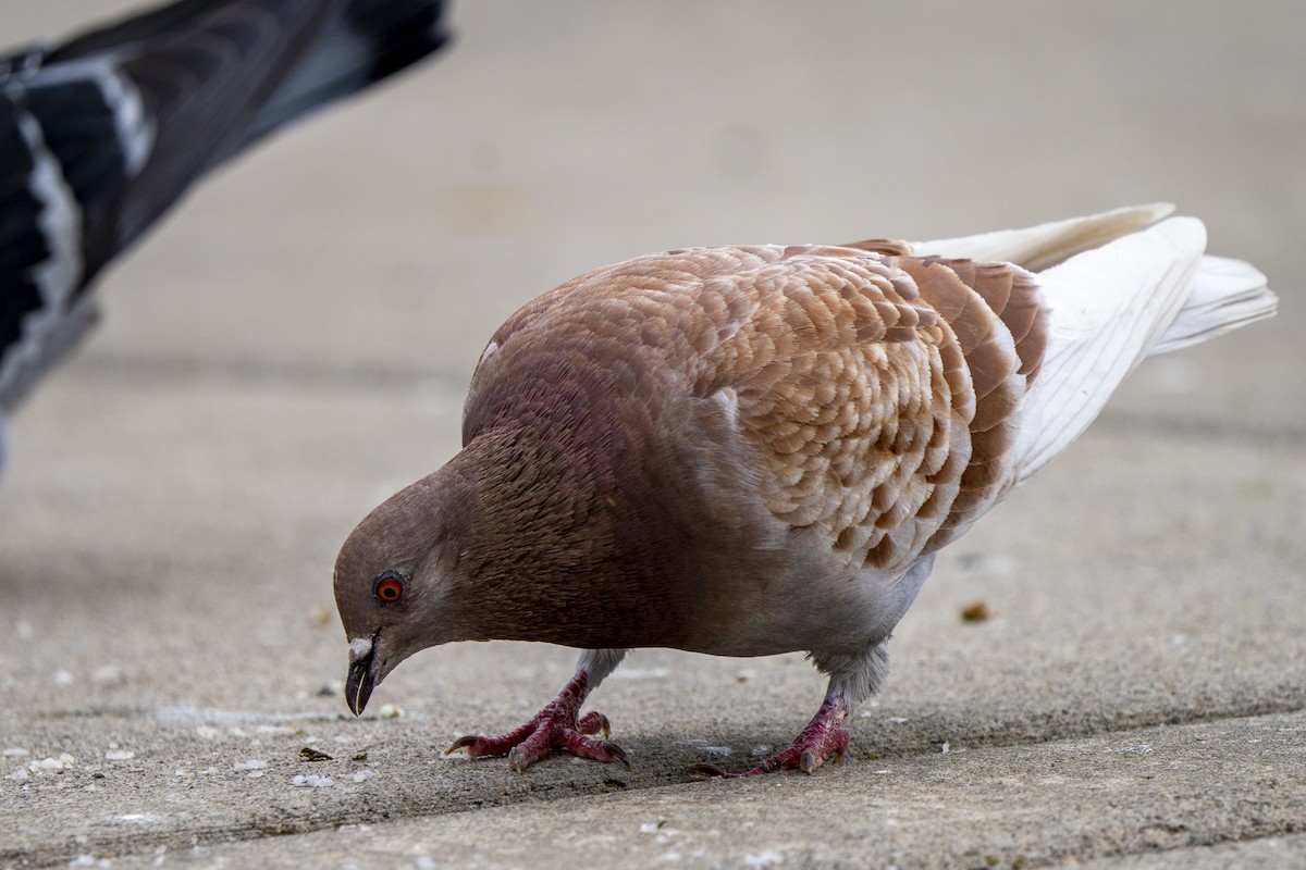 Сизый голубь (Одомашненного типа) - ML534116791