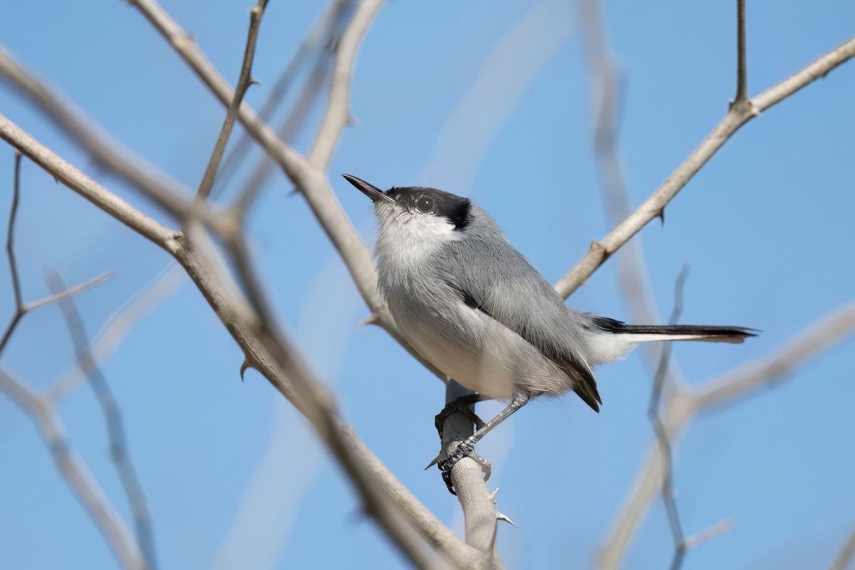 White-lored Gnatcatcher - ML534117121