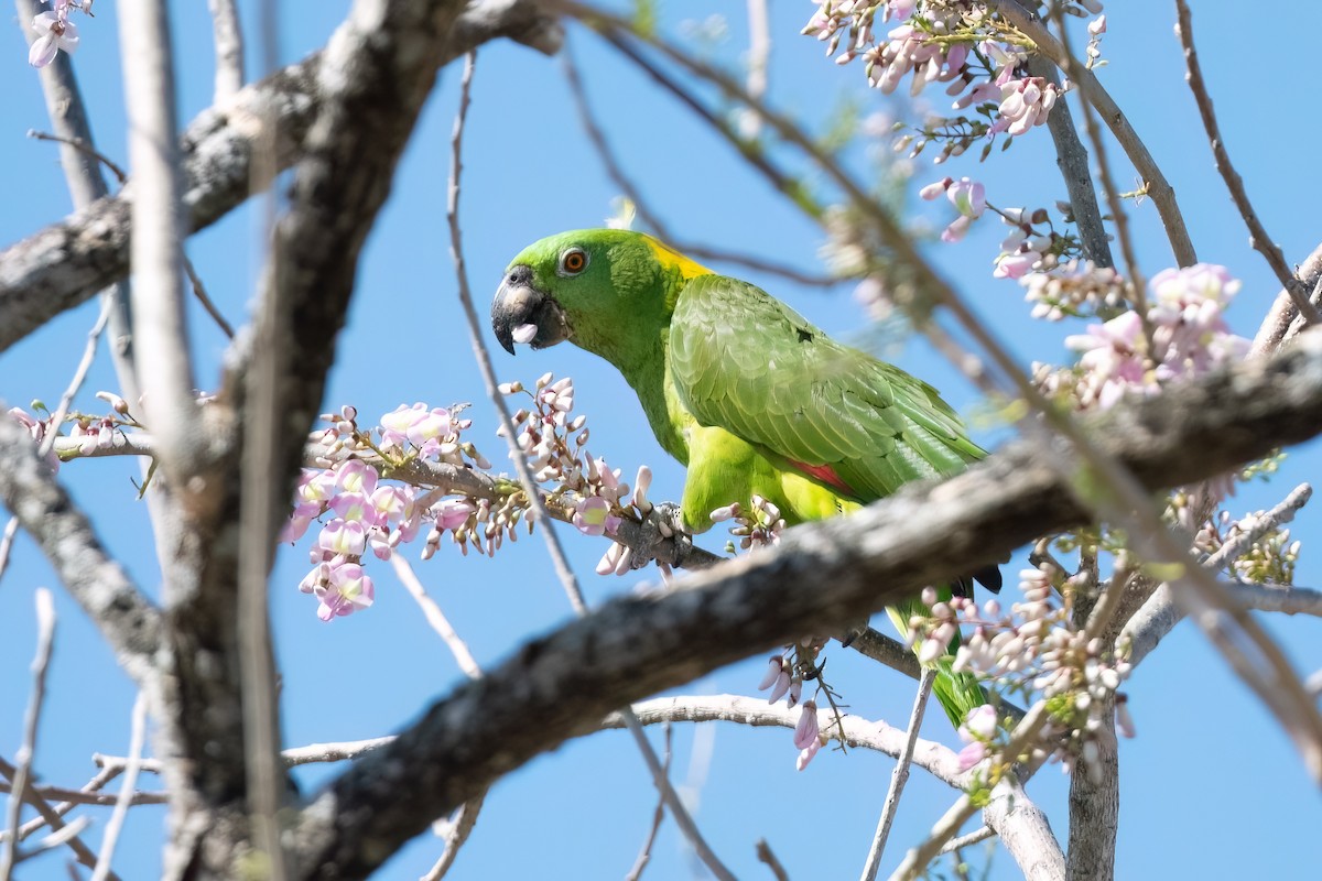 Yellow-naped Parrot - ML534117271