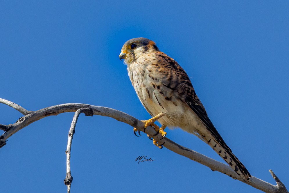 American Kestrel - ML534119361