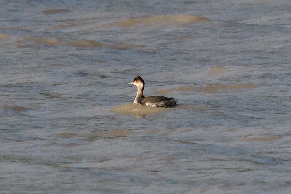 Eared Grebe - ML534120251