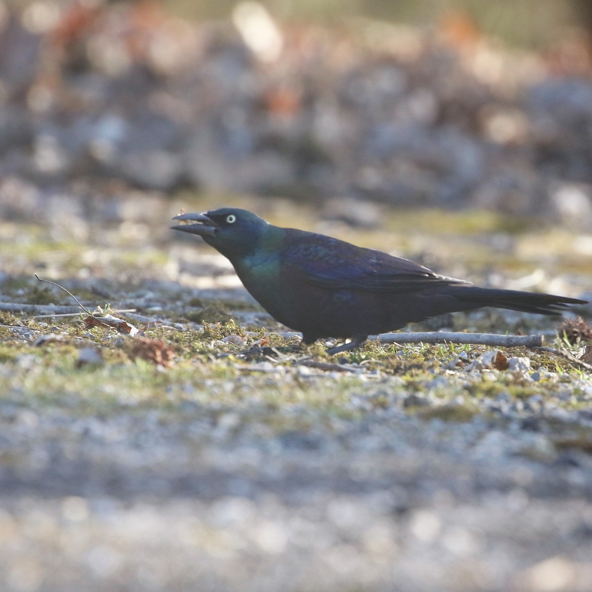 Common Grackle - ML534120701