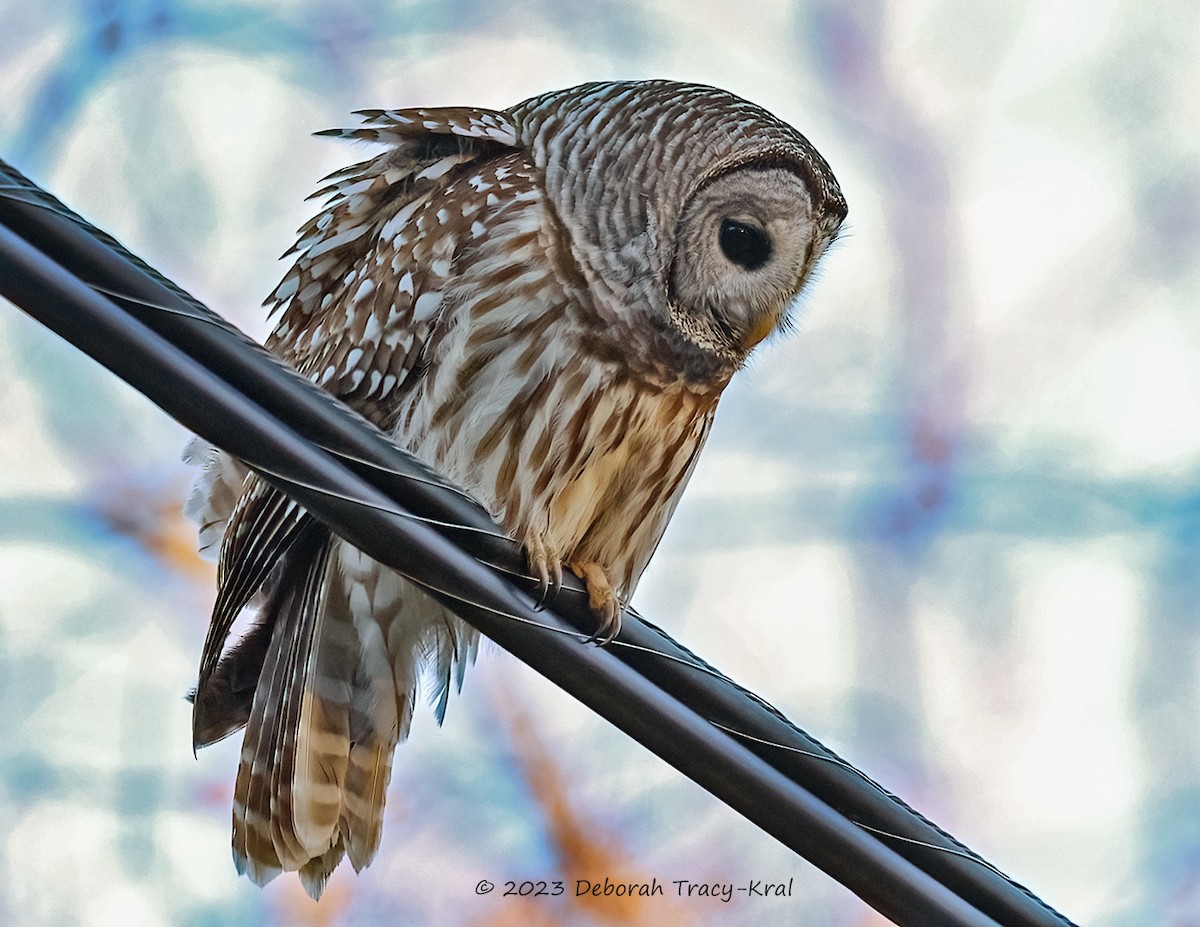 Barred Owl - ML534120881