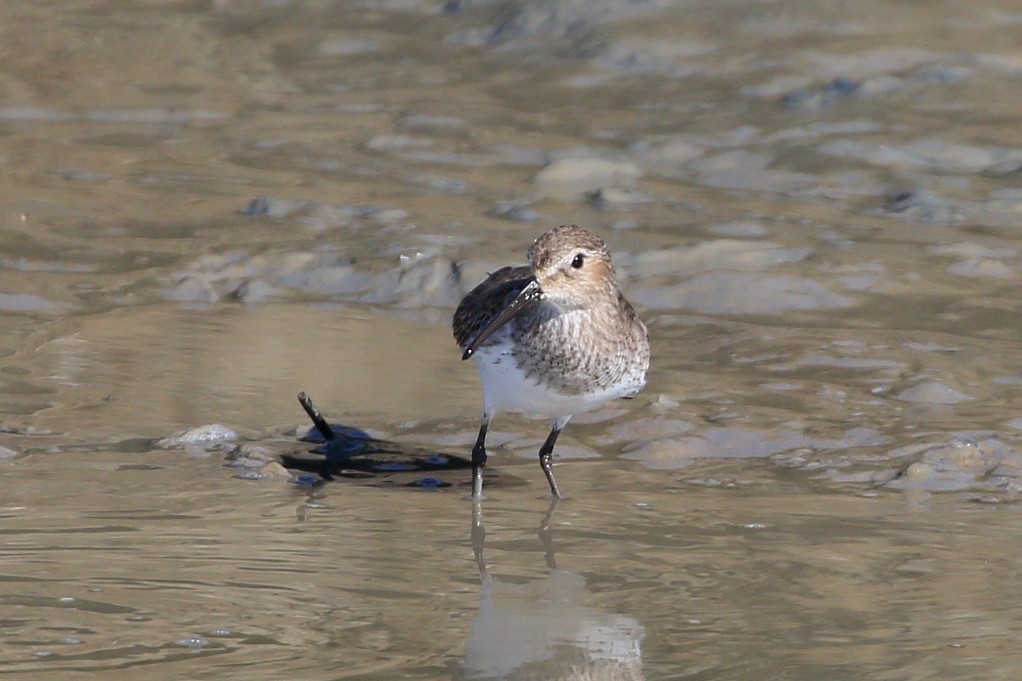 Bécasseau variable - ML534120951