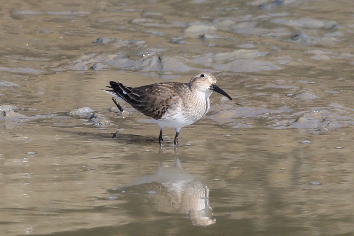 Alpenstrandläufer - ML534120971