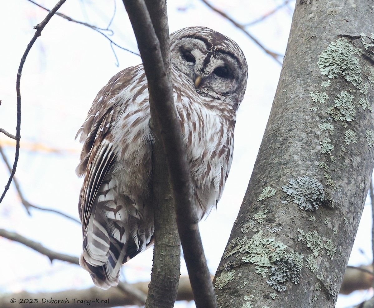 Barred Owl - ML534120991